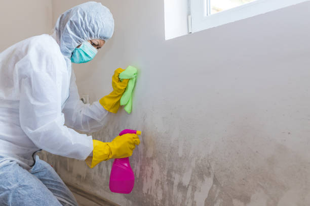 Mold Odor Removal Services in Wolfforth, TX